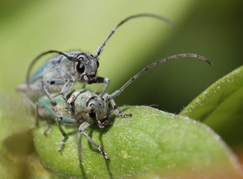 Réf. 233 237 : Opsilia coerulescens
